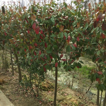 基地直销红叶石楠树红叶石楠球