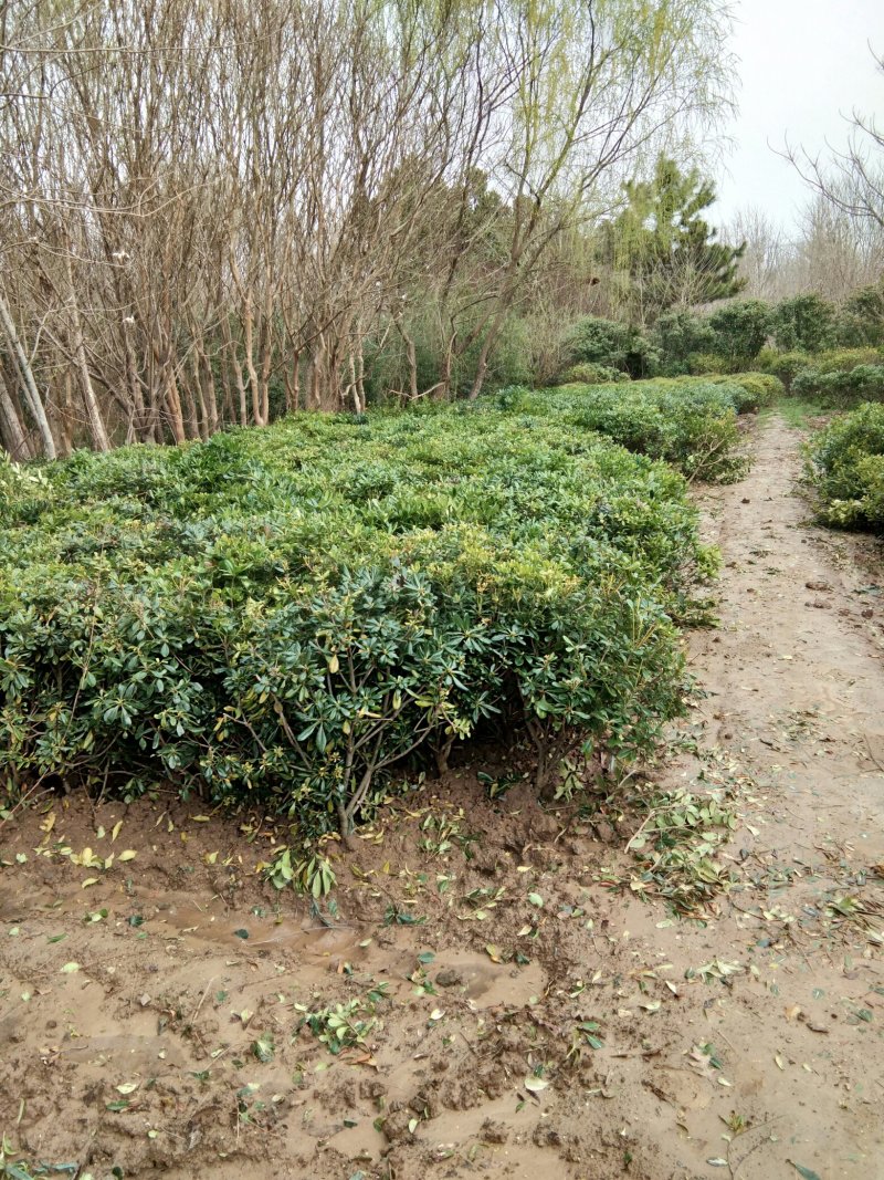 基地直销海桐球