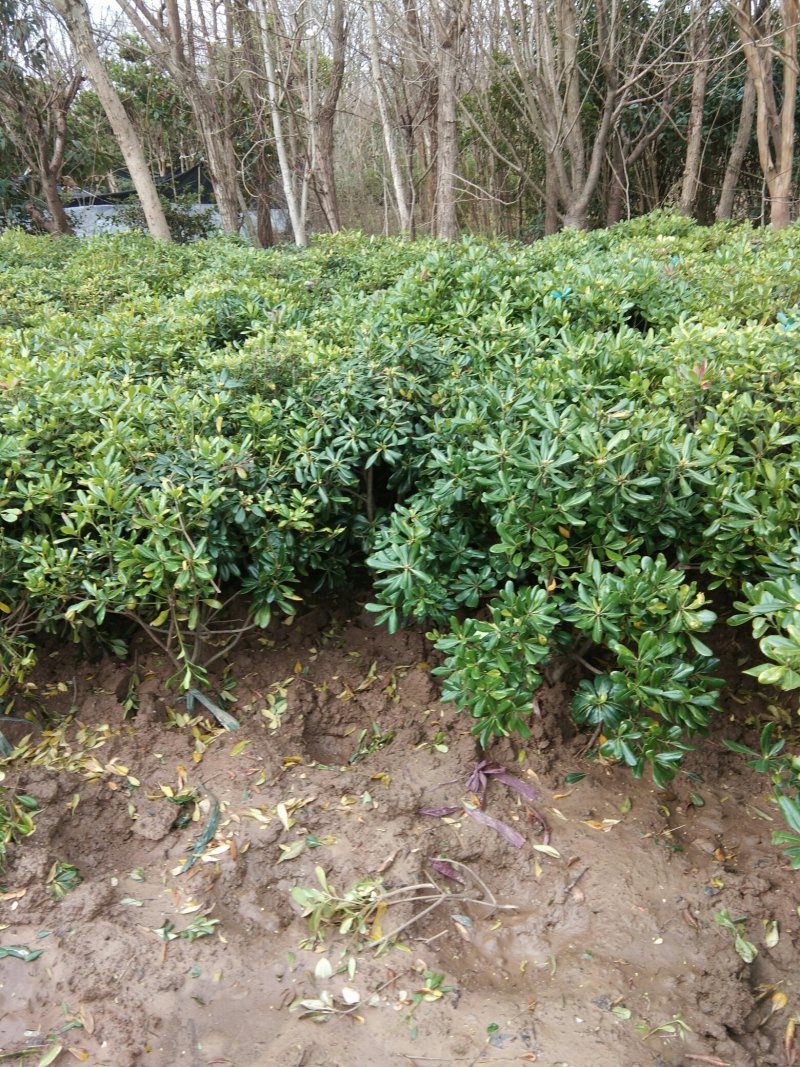 基地直销海桐球