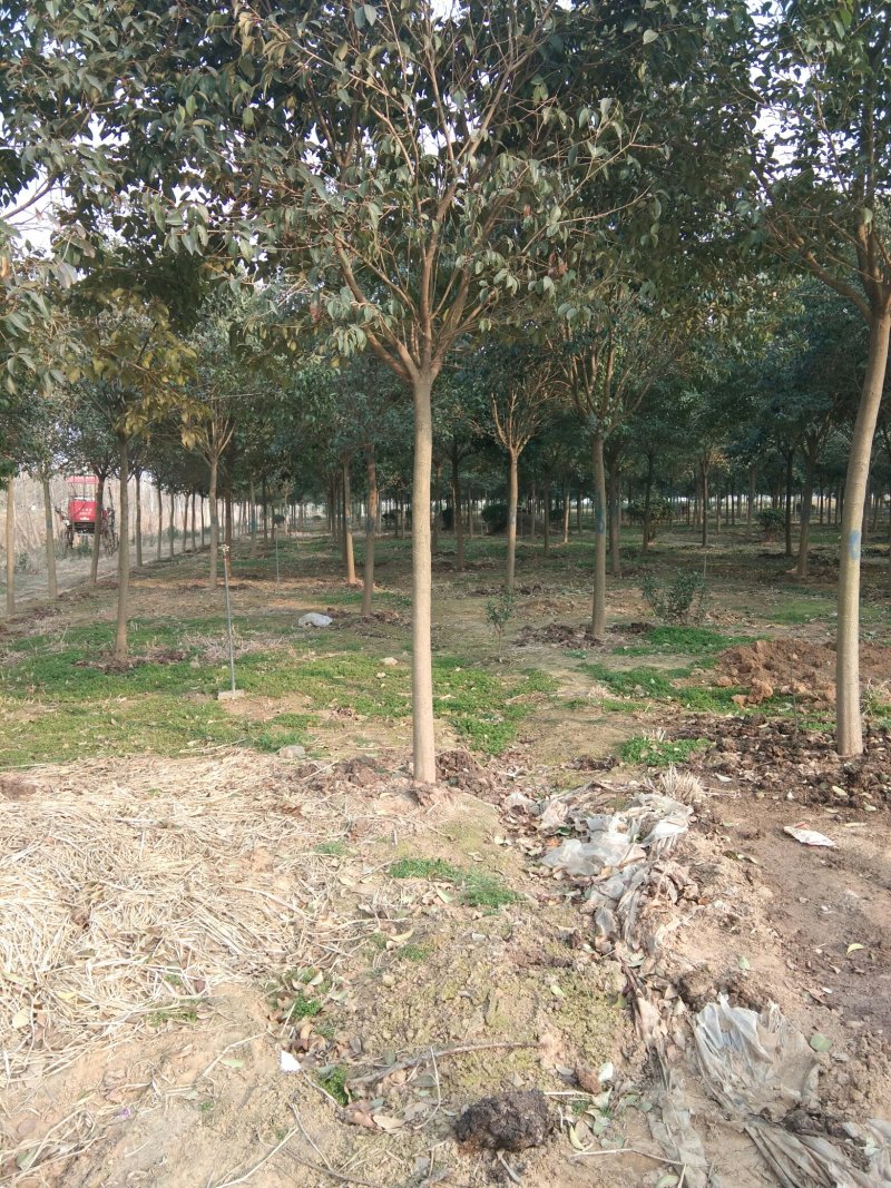 基地直销大叶女贞