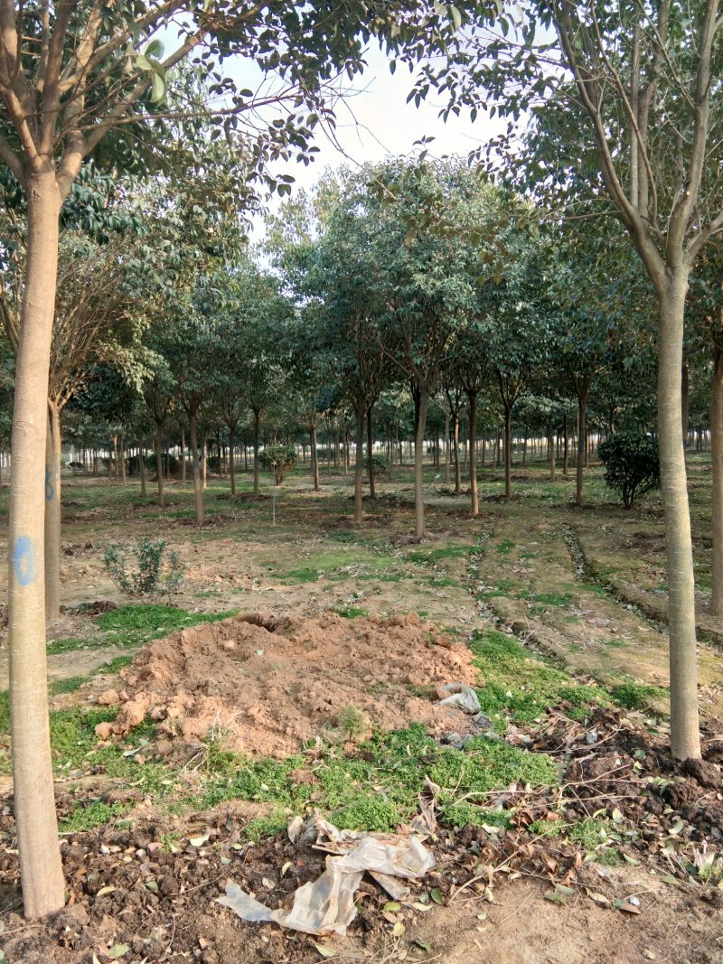 基地直销大叶女贞