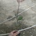 基地直销红叶石楠分栽苗