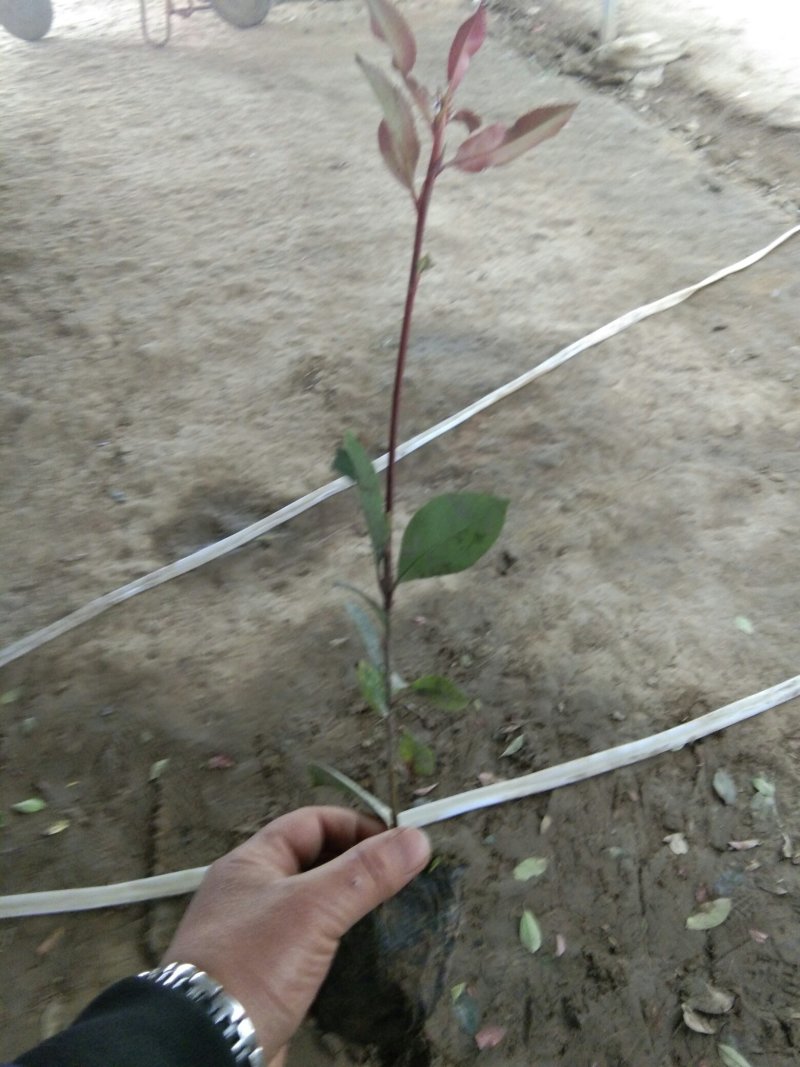 基地直销红叶石楠分栽苗