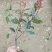 基地直销红叶石楠分栽苗