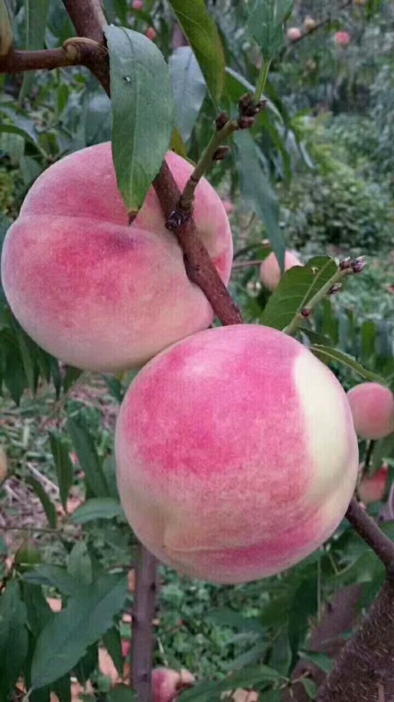基地直销水密桃树包甜