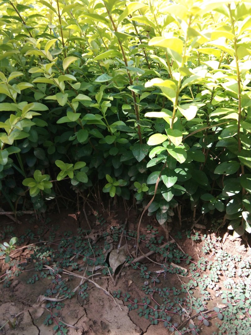 基地直销金叶女贞插秧苗分栽苗