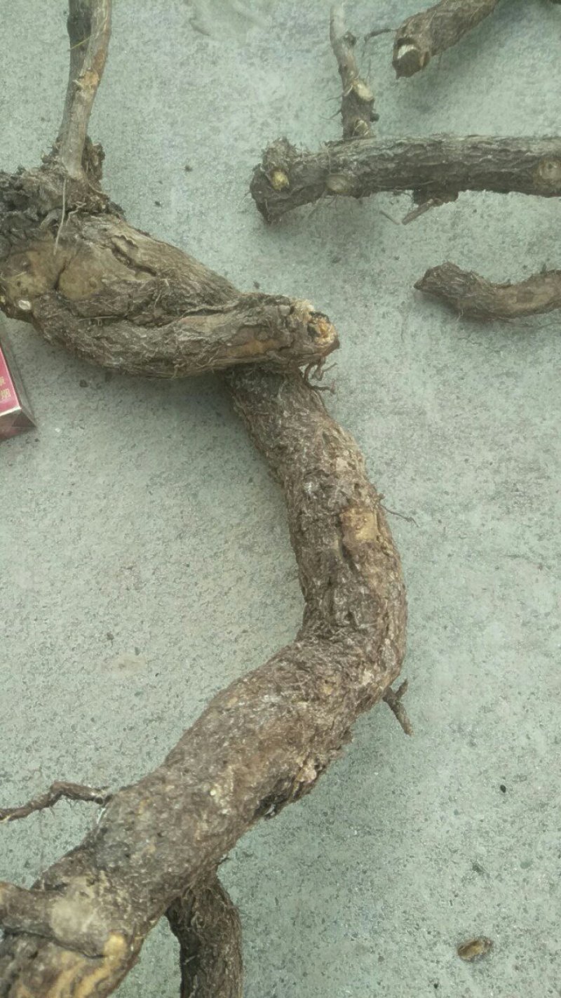 迎春花根