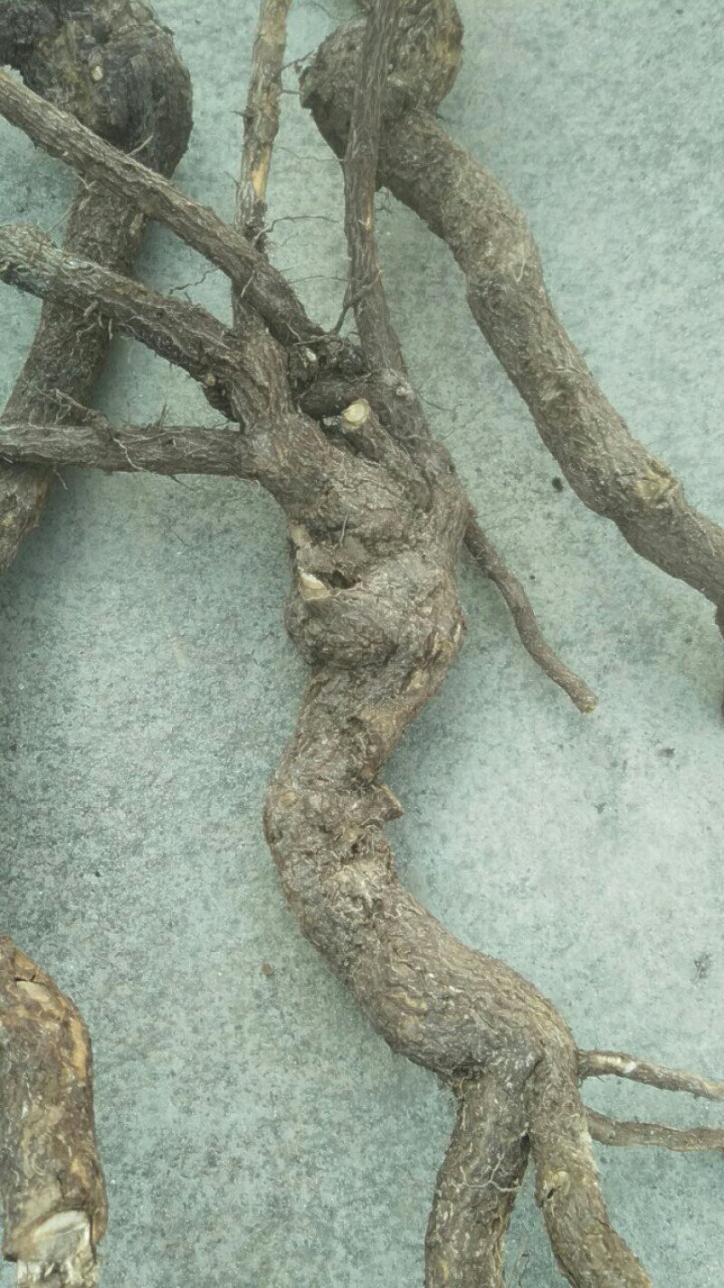 迎春花根