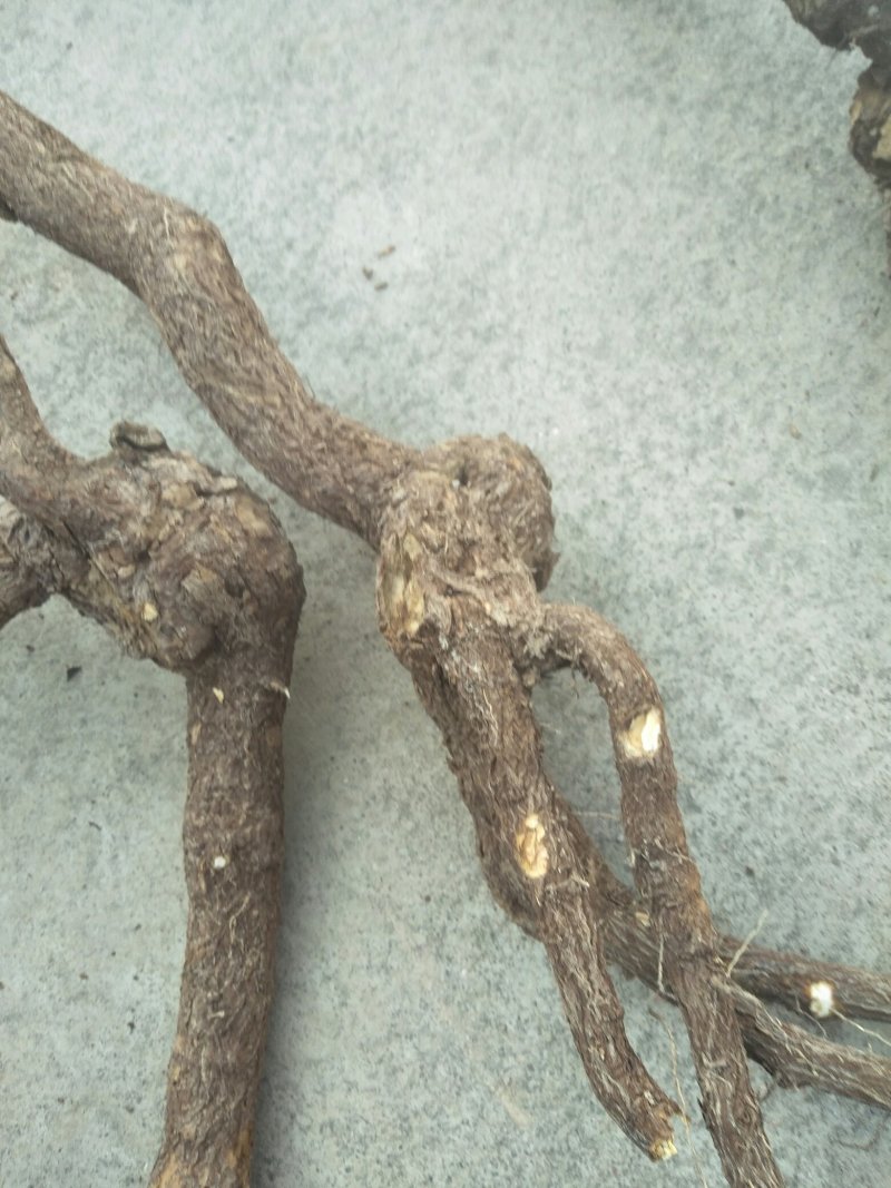迎春花根