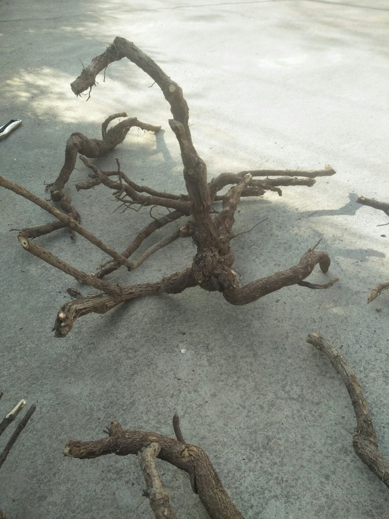 迎春花根