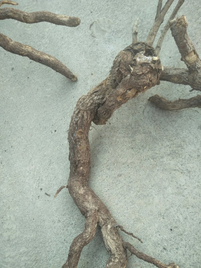 迎春花根