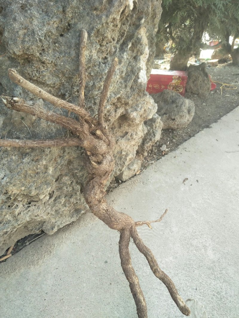 迎春花根