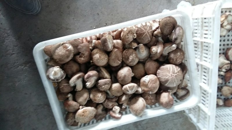 鲜香菇