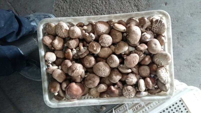 鲜香菇