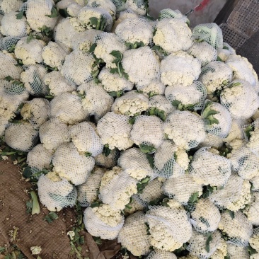 优质青硬散花菜基地直供品质保证诚信经营一手货源
