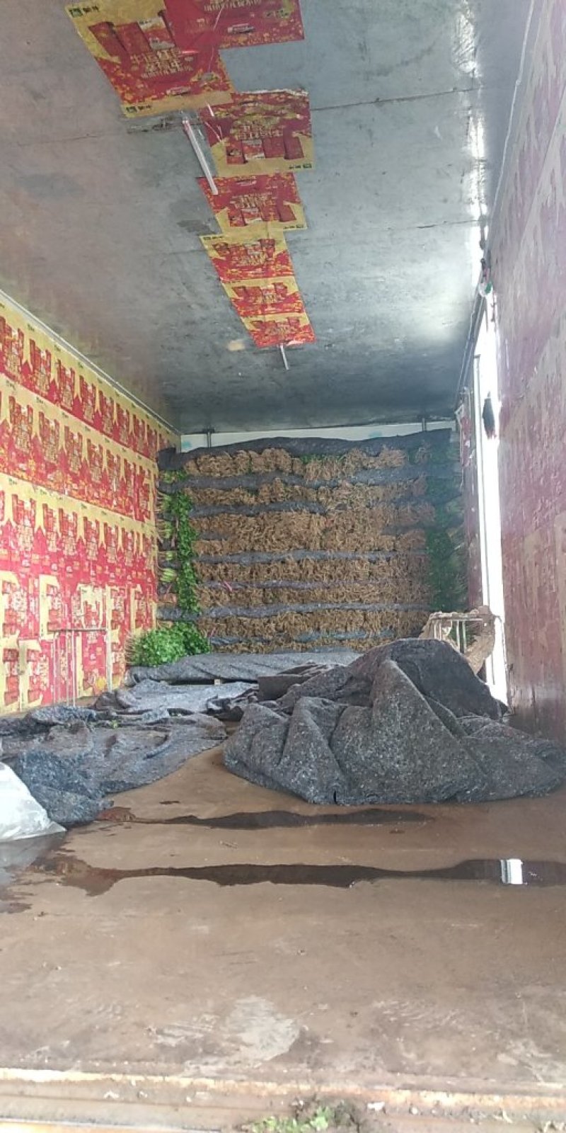 【热】精品锦州大叶香菜大量上市手工干净小把28公分以下