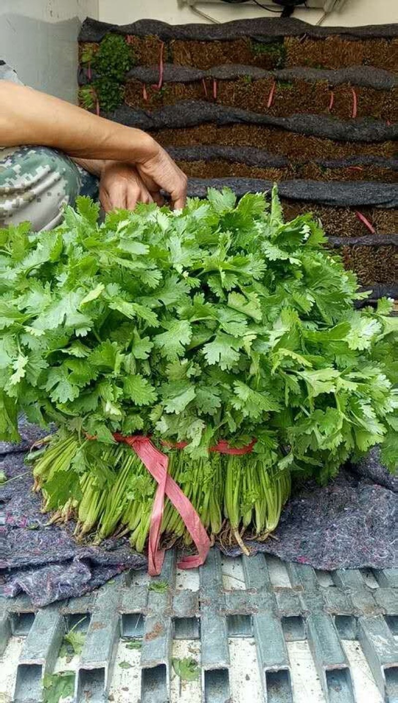 【热】精品锦州大叶香菜大量上市手工干净小把28公分以下