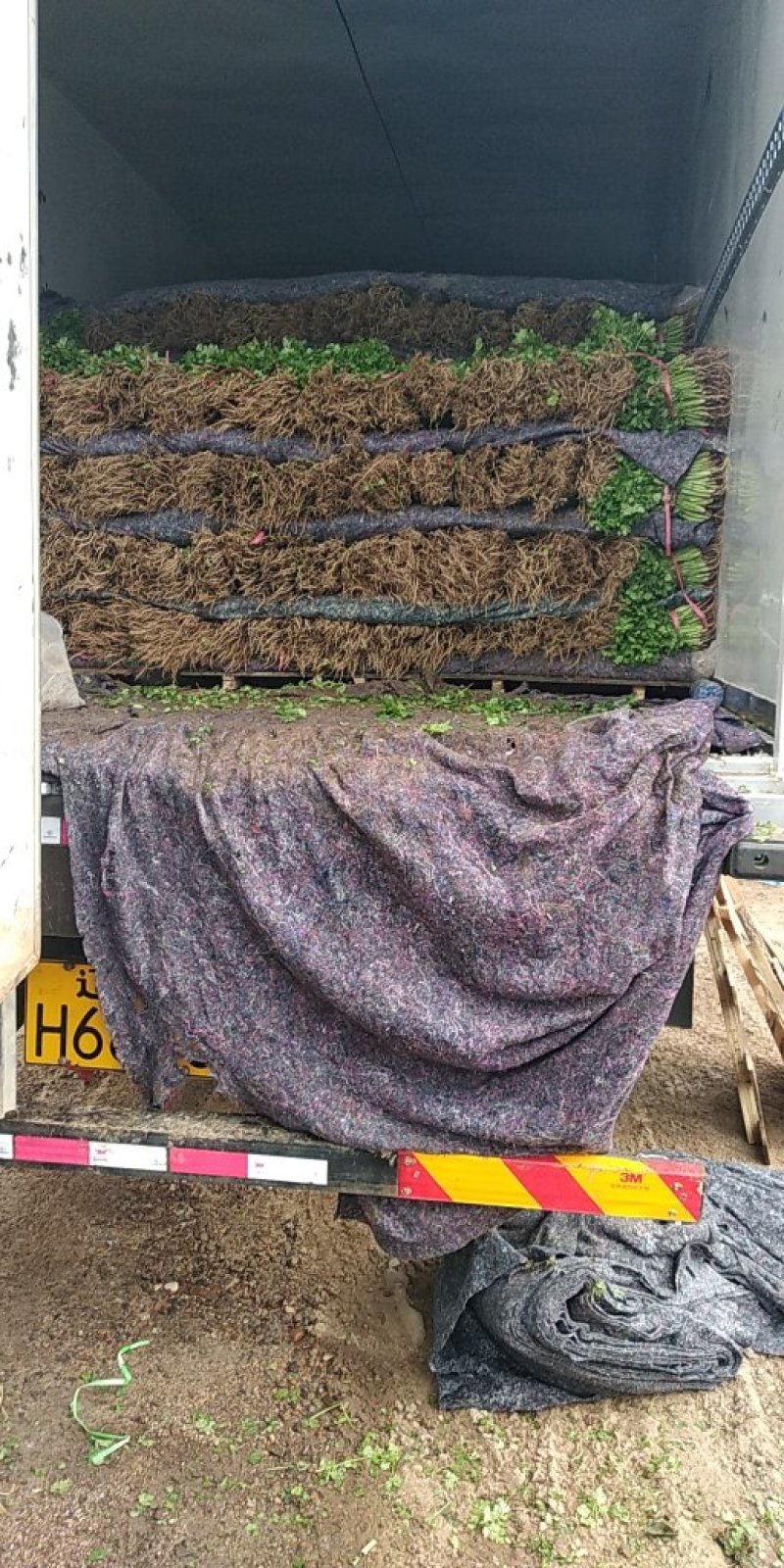 【热】精品锦州大叶香菜大量上市手工干净小把28公分以下