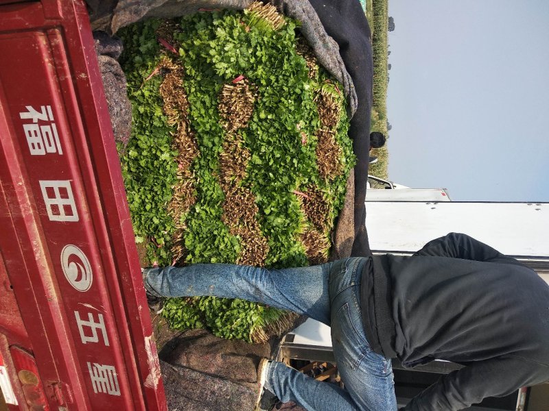 【热】精品锦州大叶香菜大量上市手工干净小把28公分以下