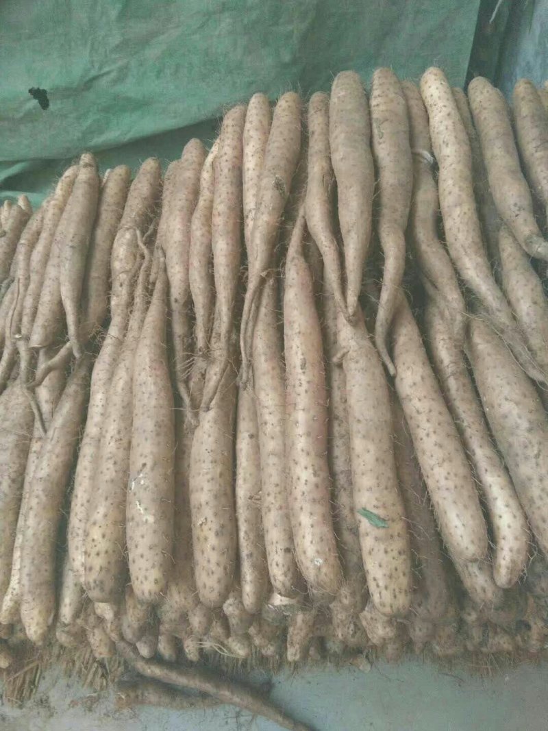 山东新鲜白玉面山药大量现货供应中（产地供货）