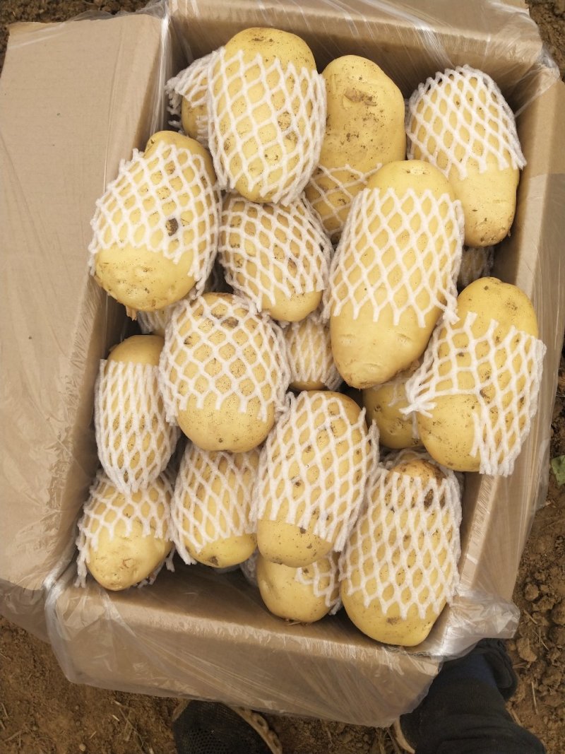 山东荷兰十五货源充足保质保量欢迎全国各地客商