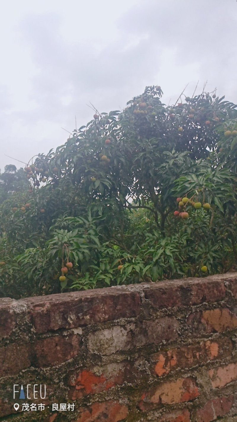茂名白糖罂