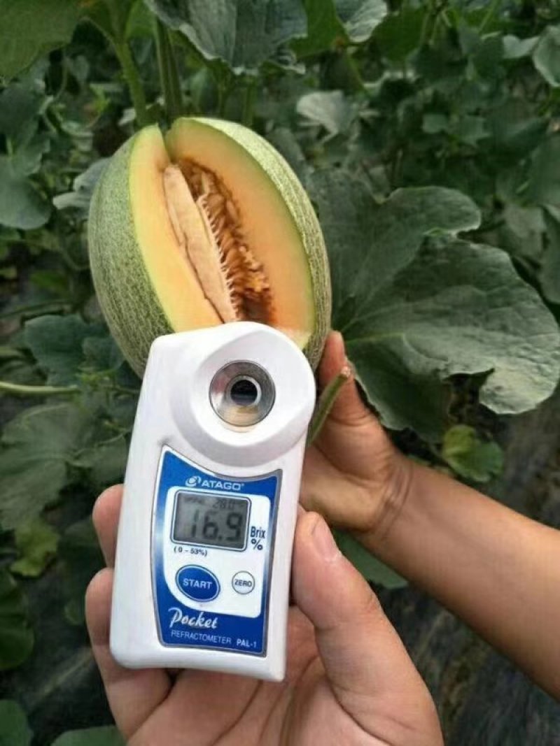 新疆哈密瓜非大棚种植7月20日采摘，欢迎预定联系