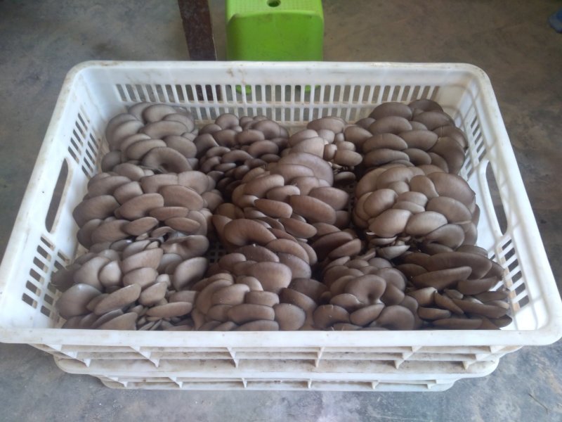 平菇出菇袋