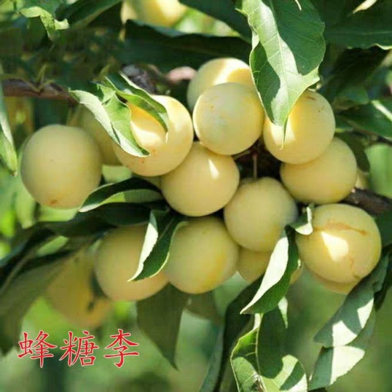 蜂糖李子苗包品种包成活