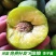 蜂糖李子苗包品种包成活