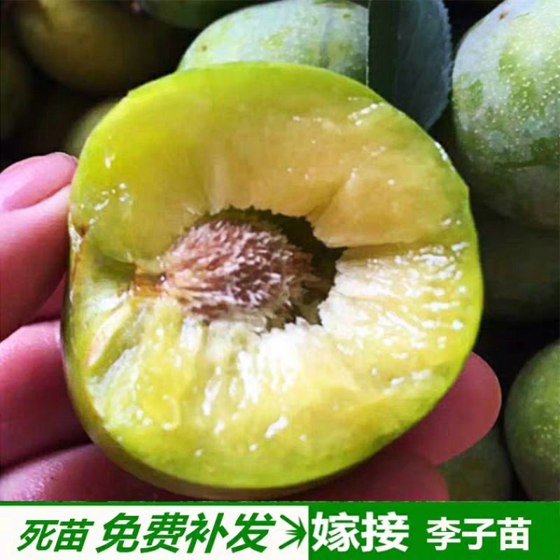 蜂糖李子苗包品种包成活