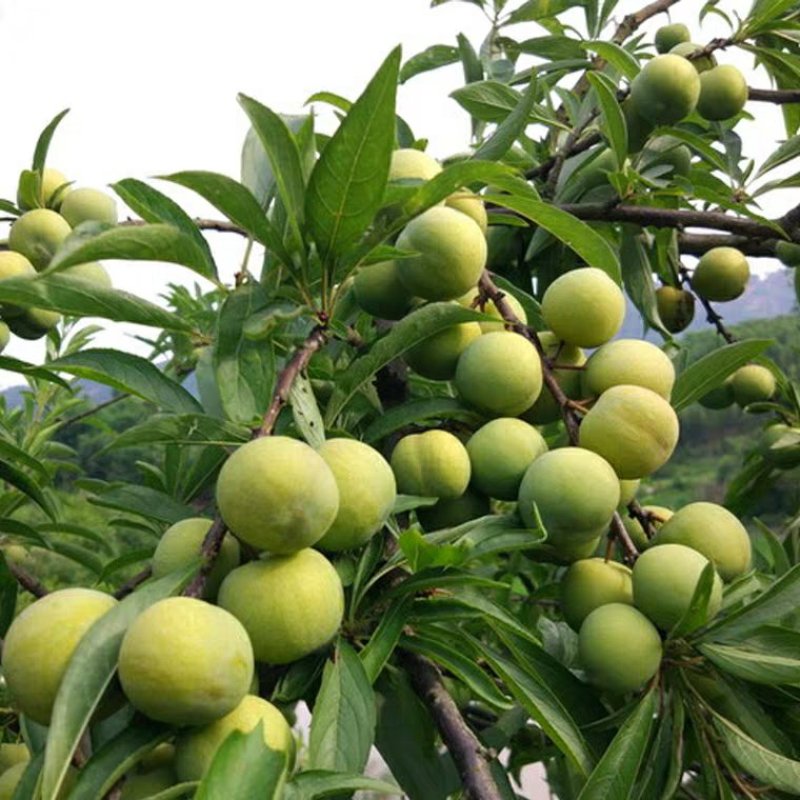 蜂糖李子苗包品种包成活