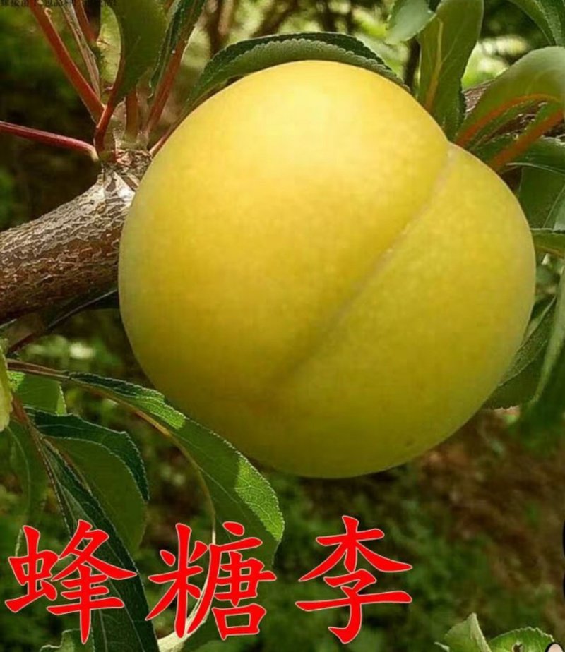 蜂糖李子苗包品种包成活