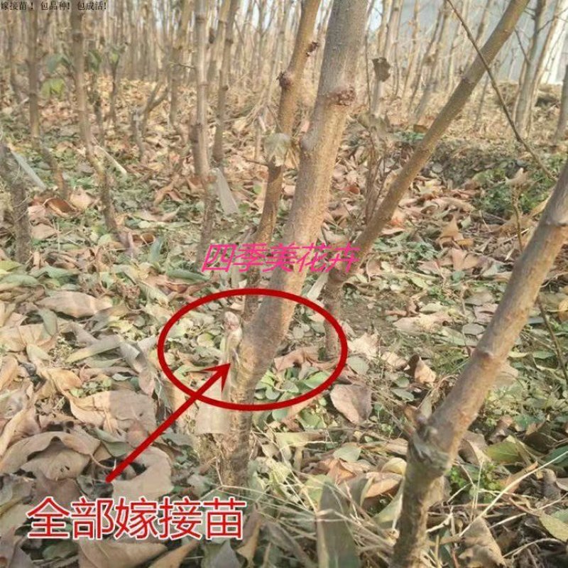 蜂糖李子苗包品种包成活