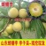 蜂糖李子苗包品种包成活