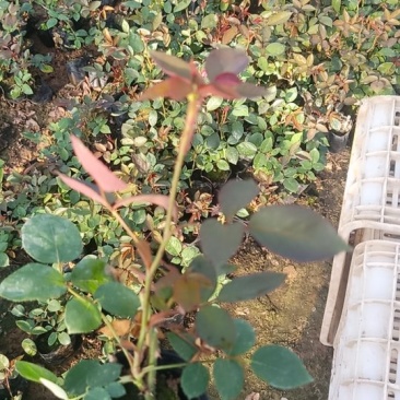 ——营养钵大花月季基地直发可视频看货量大价优
