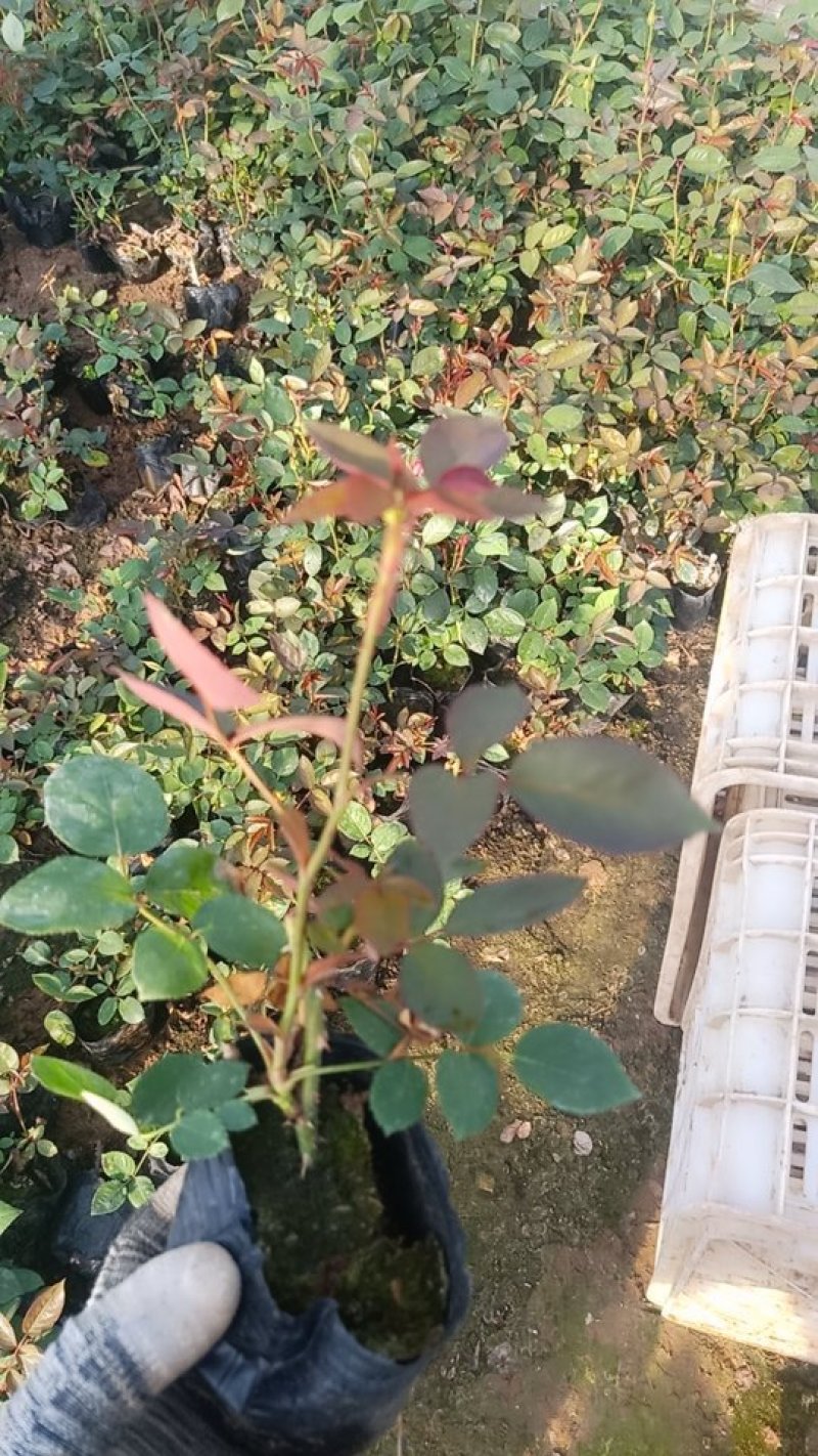 ——营养钵大花月季基地直发可视频看货量大价优