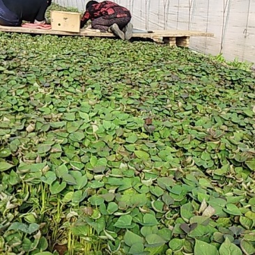 红薯苗种苗烟薯二十五西瓜红早峰等