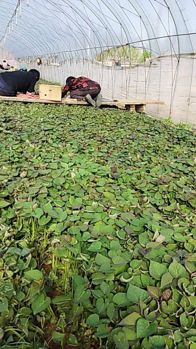 红薯苗种苗烟薯二十五西瓜红早峰等