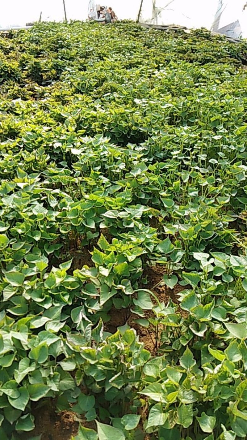 红薯苗种苗烟薯二十五西瓜红早峰等