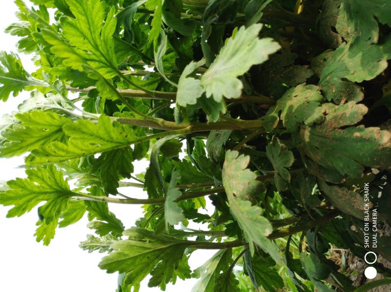 金丝皇菊苗