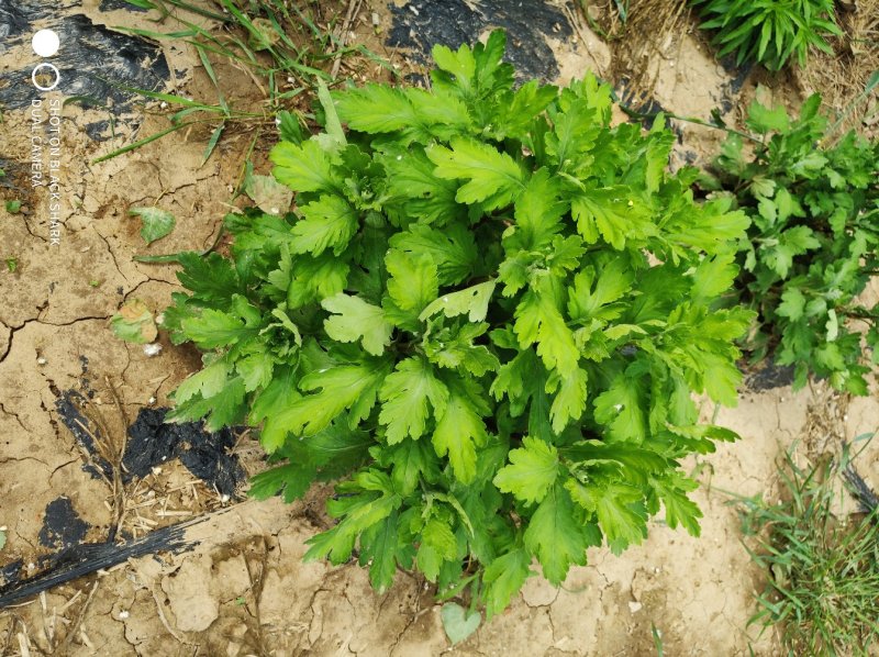 金丝皇菊苗