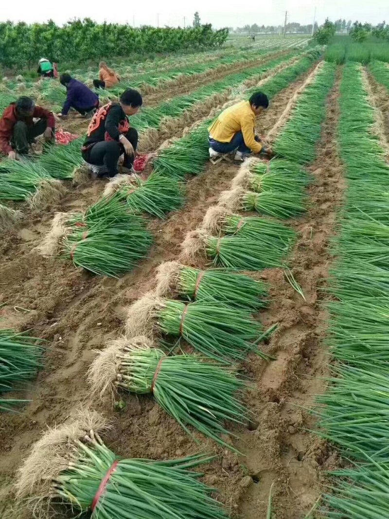 陕西大荔长白大葱葱苗！伟二，民丰，90白保证品种纯度！