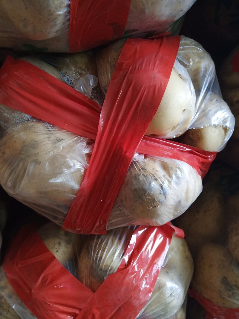 城固土豆金黄色日销量100吨3两以上老刘瓜果蔬菜代办