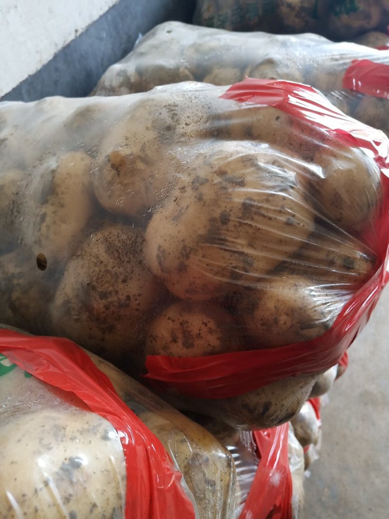 城固土豆金黄色日销量100吨3两以上老刘瓜果蔬菜代办