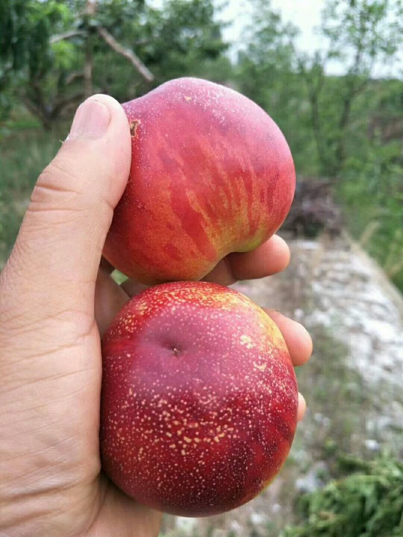 优质油桃价格便宜了量大价优产地大量供应个头均匀质量好