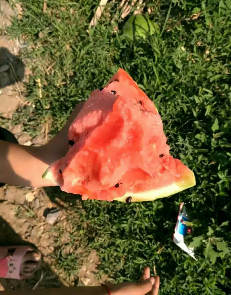 西瓜。甜王