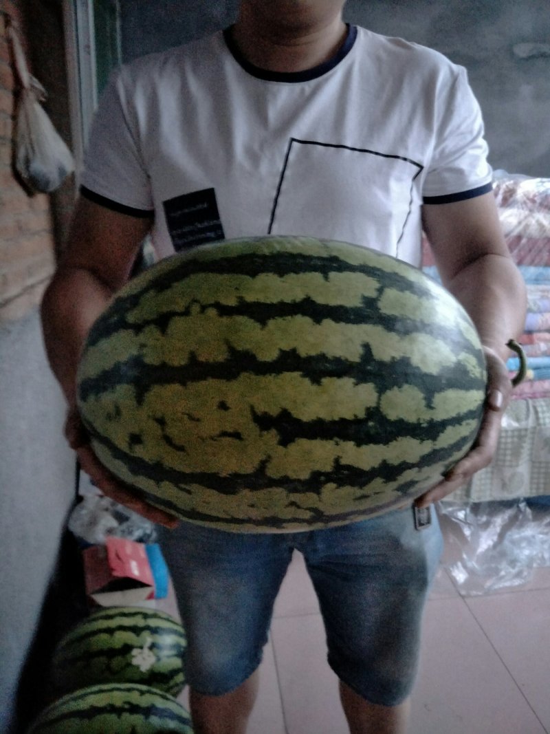 西瓜。甜王