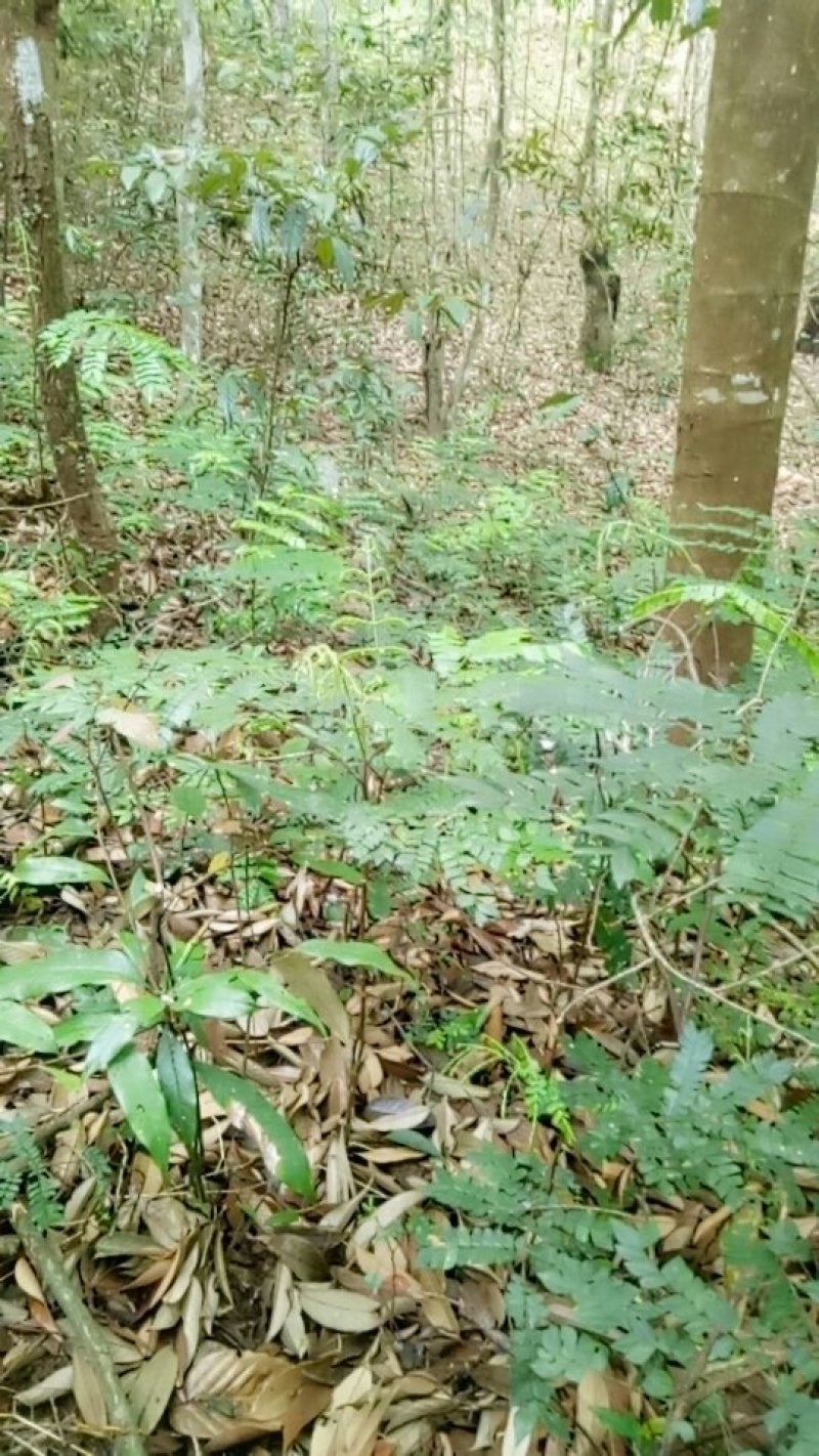 猴耳环种苗现挖现卖成活率高手续齐全因苗木裸根苗可走空运发