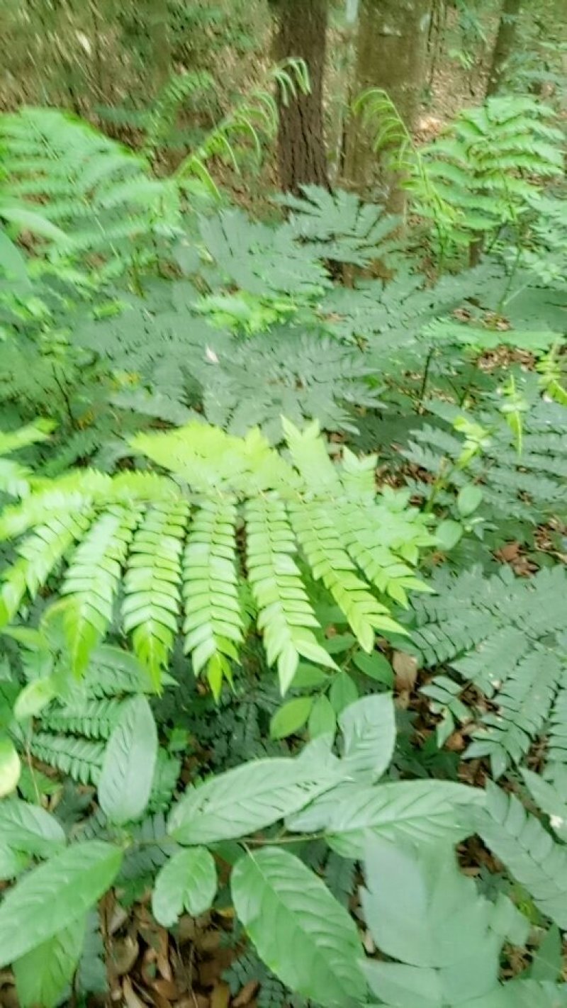 猴耳环种苗现挖现卖成活率高手续齐全因苗木裸根苗可走空运发
